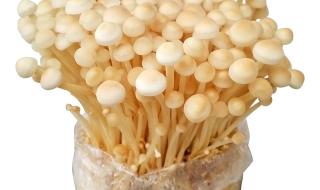 种植金针菇需要哪些条件 金针菇怎么种植